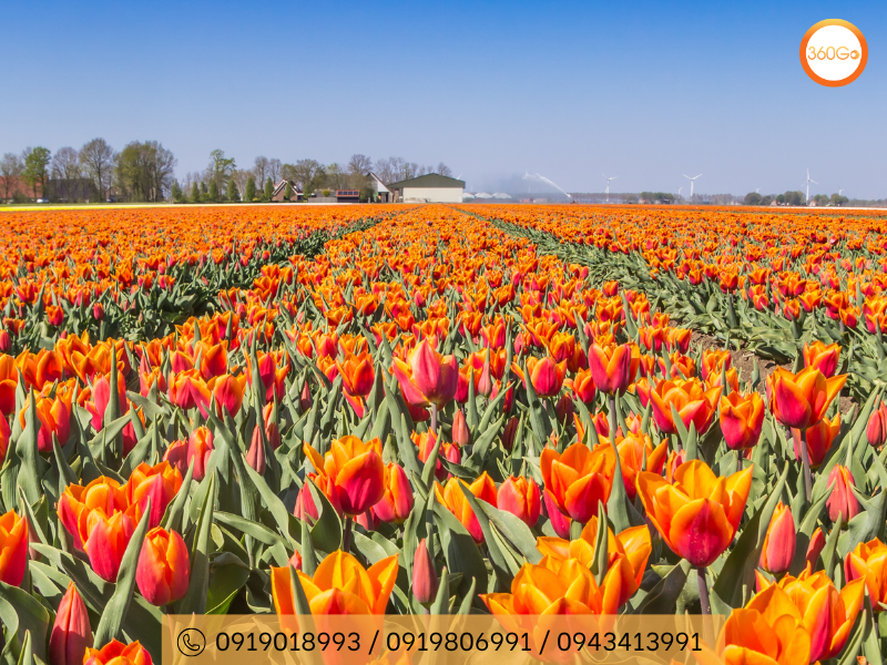 Cánh đồng Tulip Ở Noordoostpolder - Du lịch 360Go 